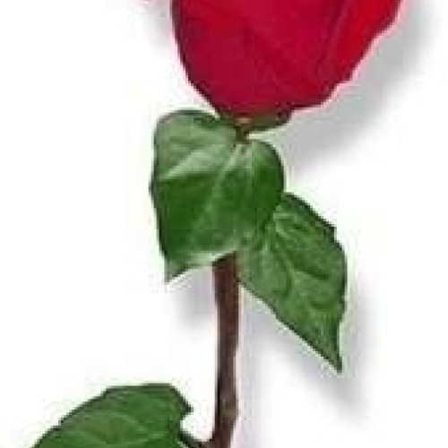 Rød rose til dekoration ved kiste eller urne