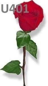 Rød rose til dekoration ved kiste eller urne